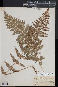 Dryopteris × boottii image