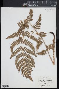 Dryopteris × boottii image