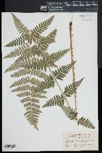 Dryopteris × boottii image