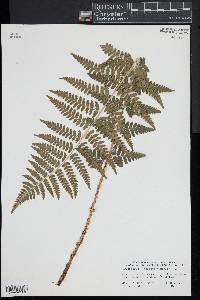 Dryopteris × boottii image