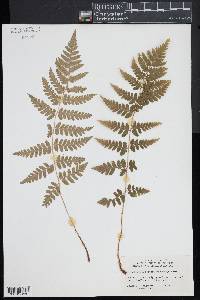 Dryopteris × boottii image
