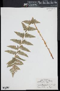 Dryopteris × boottii image