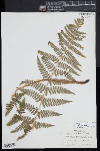 Dryopteris × boottii image