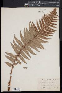 Dryopteris pseudomas image