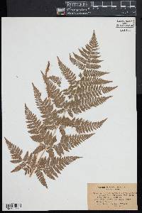 Dryopteris campyloptera image