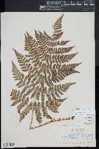 Dryopteris campyloptera image