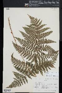 Dryopteris campyloptera image