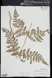 Dryopteris campyloptera image
