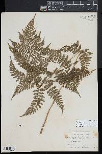 Dryopteris campyloptera image