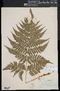 Dryopteris campyloptera image