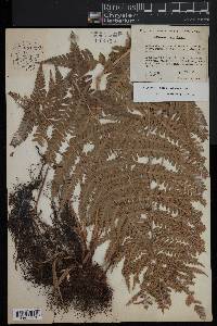 Dryopteris celsa image