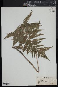 Dryopteris celsa image