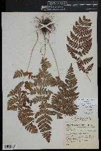 Dryopteris cinnamomea image