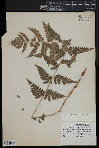 Dryopteris clintoniana image
