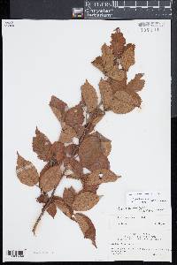 Rubus pensilvanicus image