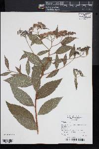 Spiraea japonica image