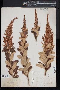 Spiraea tomentosa image