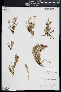 Diphasiastrum alpinum image