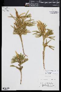 Dendrolycopodium dendroideum image