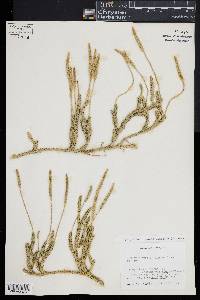Lycopodium lagopus image