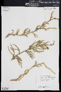 Lycopodium lagopus image