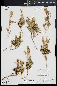 Diphasiastrum sabinifolium image