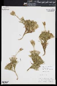 Diphasiastrum tristachyum image
