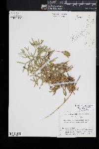 Diphasiastrum complanatum image