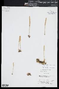 Pseudolycopodiella caroliniana image
