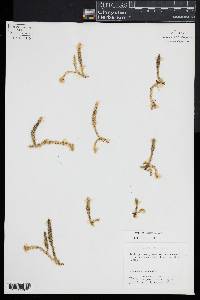 Lycopodiella inundata image