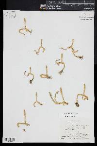 Lycopodiella inundata image