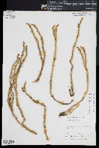 Lateristachys lateralis image