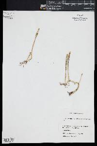 Lycopodiella margueritae image