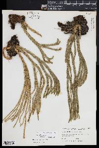 Phlegmariurus carinatus image