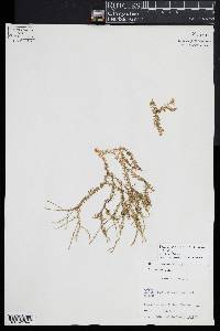 Phlegmariurus cuneifolius image