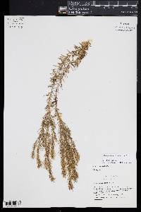 Phlegmariurus linifolius image