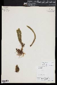Phlegmariurus reflexus image