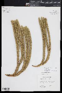 Phlegmariurus saururus image
