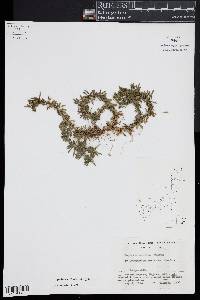 Huperzia serrata image