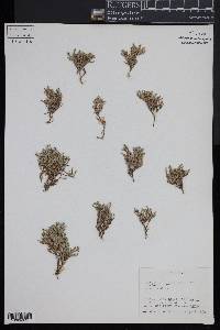 Selaginella bigelovii image