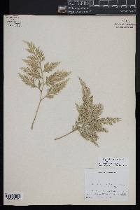 Selaginella tamariscina image