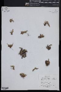 Selaginella densa image