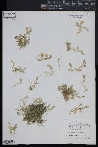 Selaginella eclipes image