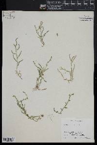 Selaginella ludoviciana image