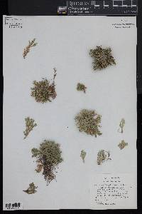 Selaginella pilifera image