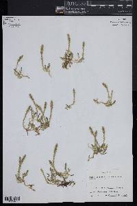 Selaginella selaginoides image