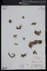 Selaginella densa image