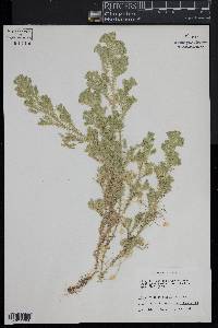 Selaginella trisulcata image