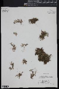 Selaginella underwoodii image