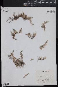 Selaginella wrightii image